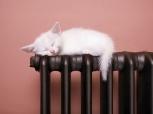 Белый котёнок спит на чугунной батареи